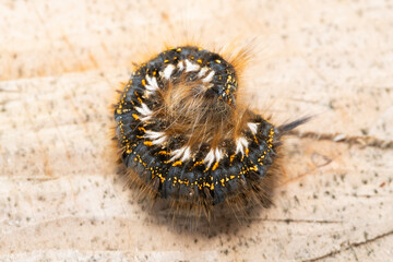 drinker moth caterpillar, Euthrix potatoria,