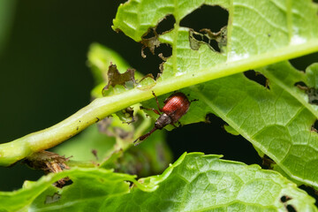A macro shot of a weevil (Tatianaerhynchites aequatus) seen in April.