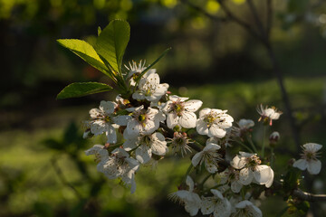 Flowers of the cherry blossoms on a spring day