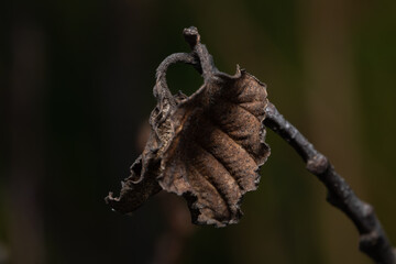 Dry old brown leaf on the branch and fresh green leaves at the background