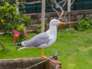 seagull yellow-legged gull Larus michahellis