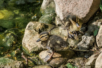 Mallard (Anas platyrhynchos) ducklings in park, Central Russia