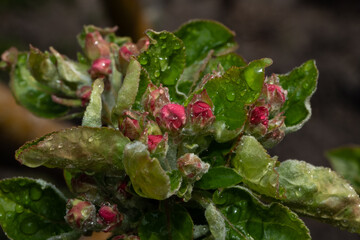 White blossoming apple trees with rain drops. White apple flowers on branch covered by rain drops in springtime.