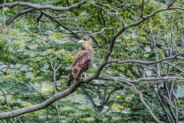 Southern Crested Caracara (Caracara plancus) in Ushuaia area, Land of Fire (Tierra del Fuego), Argentina