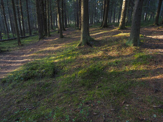 Obraz premium spruce trees in the forest at sunset