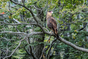 Southern Crested Caracara (Caracara plancus) in Ushuaia area, Land of Fire (Tierra del Fuego), Argentina