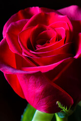 macro foto di una rosa rossa