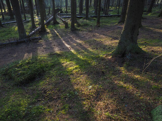 spruce trees in the forest at sunset