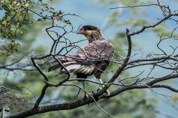 Southern Crested Caracara (Caracara plancus) in Ushuaia area, Land of Fire (Tierra del Fuego), Argentina