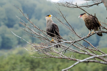 Southern Crested Caracara (Caracara plancus) in Ushuaia area, Land of Fire (Tierra del Fuego), Argentina