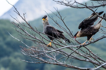 Southern Crested Caracara (Caracara plancus) in Ushuaia area, Land of Fire (Tierra del Fuego), Argentina