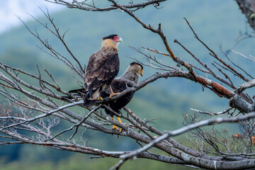Southern Crested Caracara (Caracara plancus) in Ushuaia area, Land of Fire (Tierra del Fuego), Argentina
