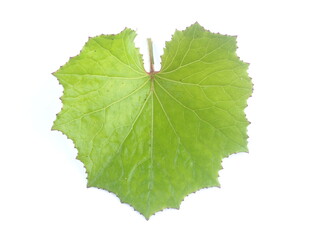 machiha leaves on white background
