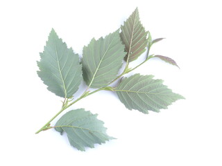 alder leaves on a white background