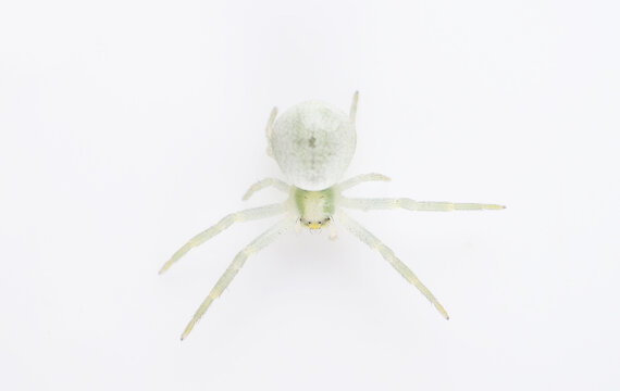 green spider on a white background