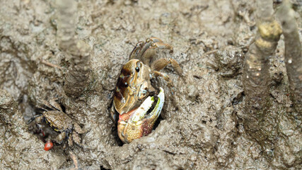 Fiddler crab in the hole.
