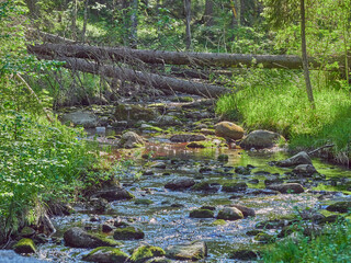 stones in the river. summer