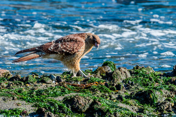 Chimango Caracara (Milvago chimango) in Ushuaia area, Land of Fire (Tierra del Fuego), Argentina