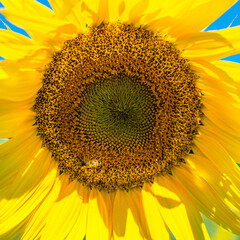 Beautiful sunflowers on background of blue sky. Sunflower field landscape, bright yellow petals, green leaves. Summer bright background, agriculture, harvest concept. Sunflower seeds, vegetable oil