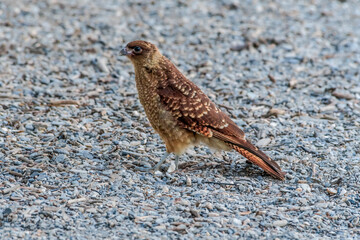 Chimango Caracara (Milvago chimango) in Ushuaia area, Land of Fire (Tierra del Fuego), Argentina