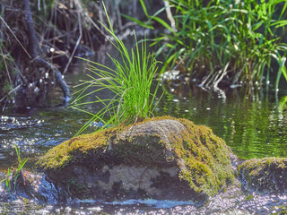 plants by the river. summer