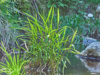 plants by the river. summer