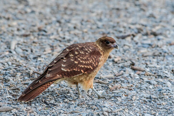 Chimango Caracara (Milvago chimango) in Ushuaia area, Land of Fire (Tierra del Fuego), Argentina