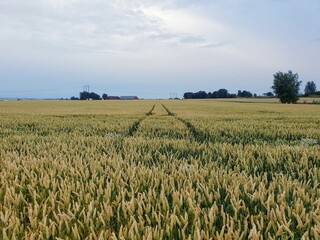 wheat field and blue sky during cold summer evening