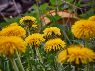 Yellow dandelions in the field. Sunny summer day