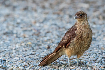 Chimango Caracara (Milvago chimango) in Ushuaia area, Land of Fire (Tierra del Fuego), Argentina