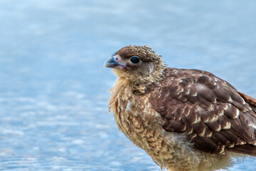 Chimango Caracara (Milvago chimango) in Ushuaia area, Land of Fire (Tierra del Fuego), Argentina