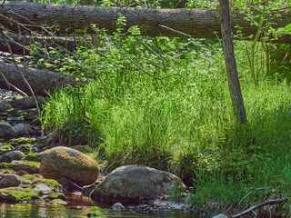 plants by the river. summer