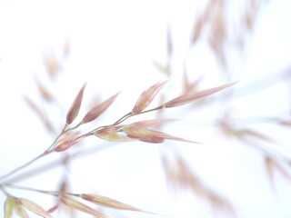 Fototapeta na wymiar cereal plant on a white background
