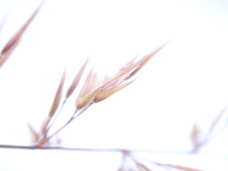 Obraz premium cereal plant on a white background
