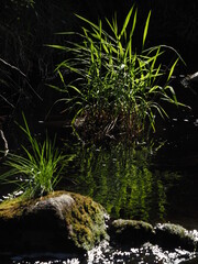 plants by the river. summer