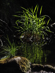 plants by the river. summer