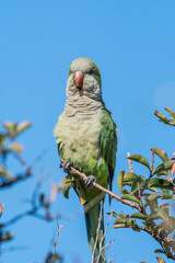 Monk Parakeet (Myiopsitta monachus) in park, Buenos Aires, Argentina