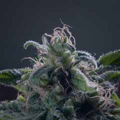         Macro of cannabis flowers and leaves on a dark background  