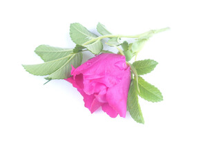 rosehip flowers on a white background