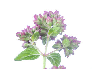 oregano flowers on a white background
