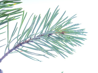 pine branch on a white background