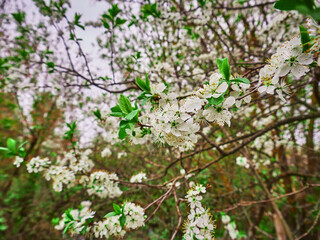 Spring cherry white flowers on a branch. Sunny april day