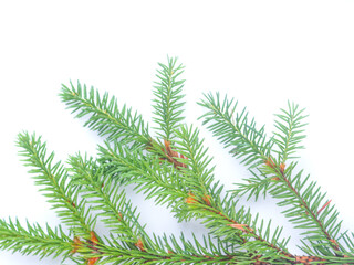 spruce branch on a white background