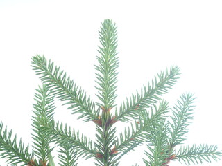 Naklejka na ściany i meble spruce branch on a white background