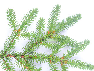 spruce branch on a white background