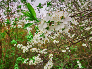 Spring cherry white flowers on a branch. Sunny april day