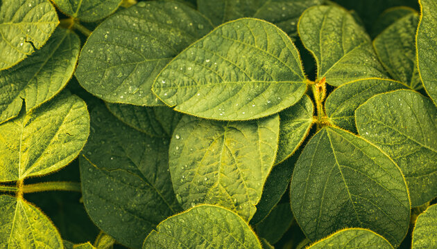 Green leaves of soybean plant, agricultural landscape