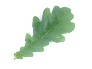 oak leaf on a white background