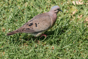 Eared Dove (Zenaida auriculata) in park, Buenos Aires, Argentina