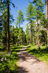 Val Roseg, Ova da Roseg, Rosegbach, Rosegtal, Wanderweg, Wald, Waldweg, Pferdekutsche, Kutschenfahrt, Berninagruppe, Oberengadin, Pontresina, Gletscher, Alpen, Sommer, Graubünden, Schweiz